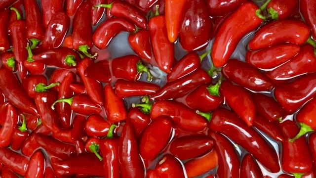 Fresno peppers in brine, pre-ferment