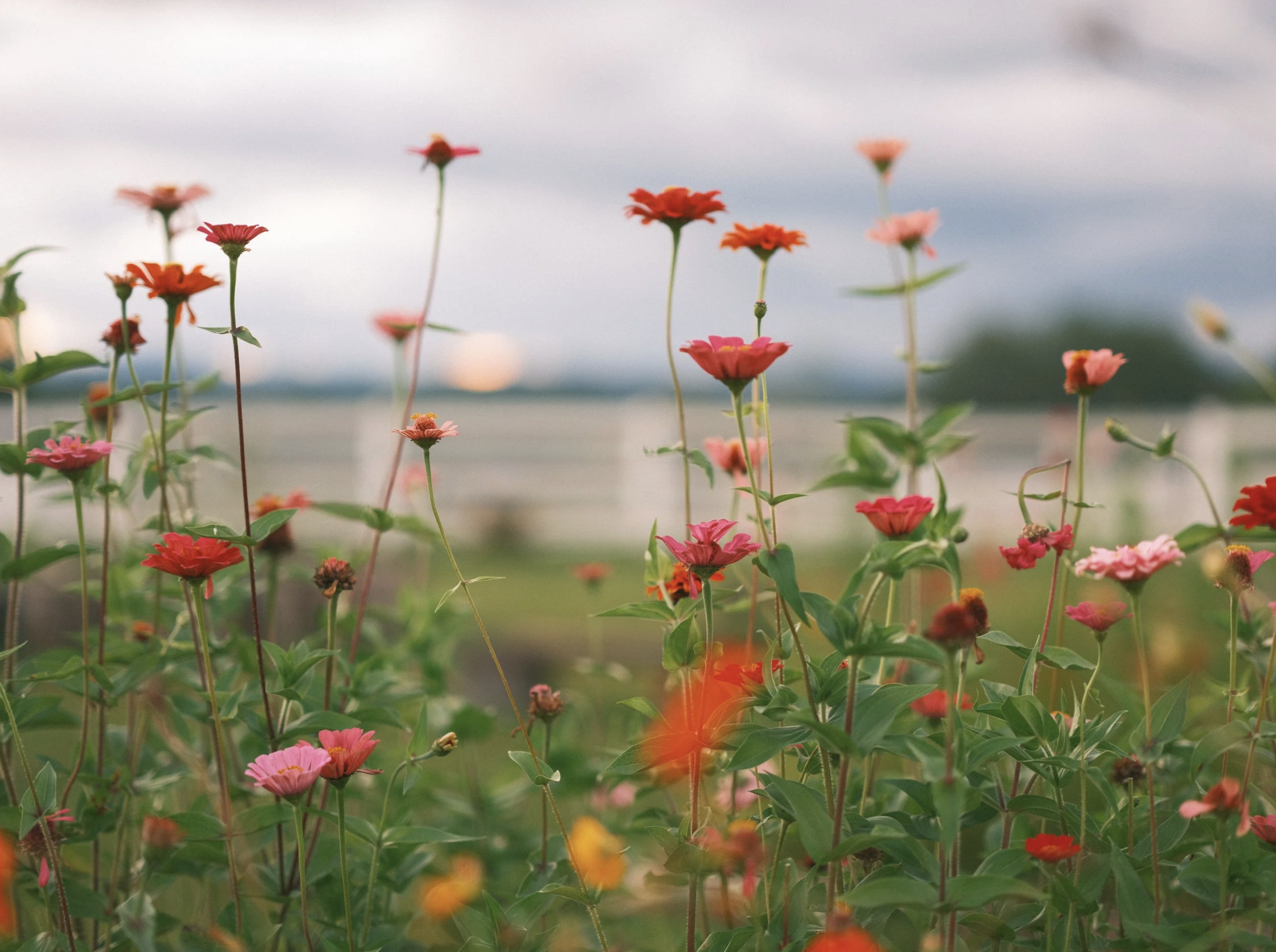 Zinnias in the farm garden