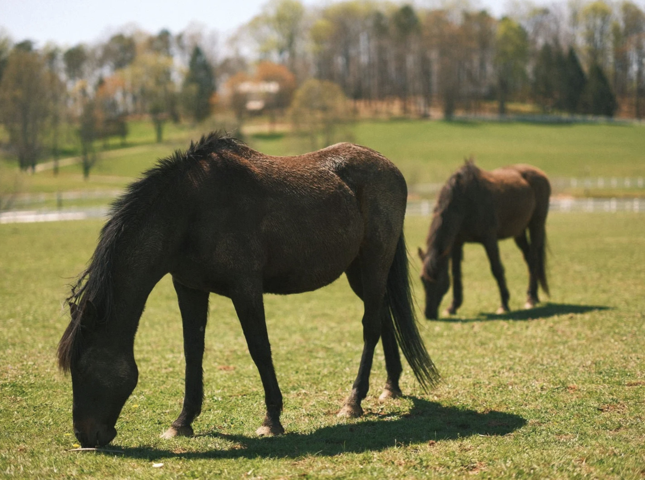 Horses grazing in the pasture
