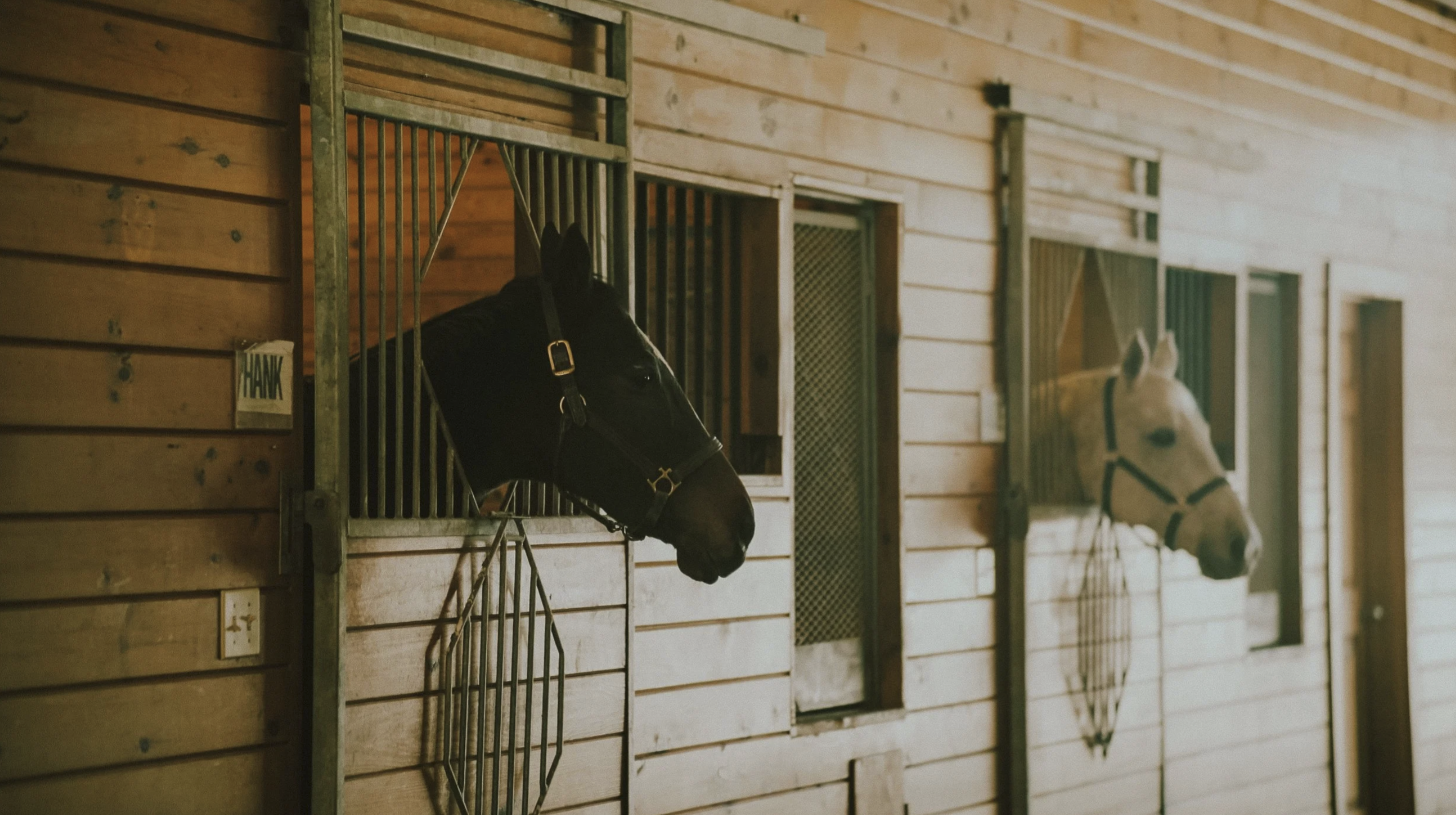 Horses looking out from their stalls