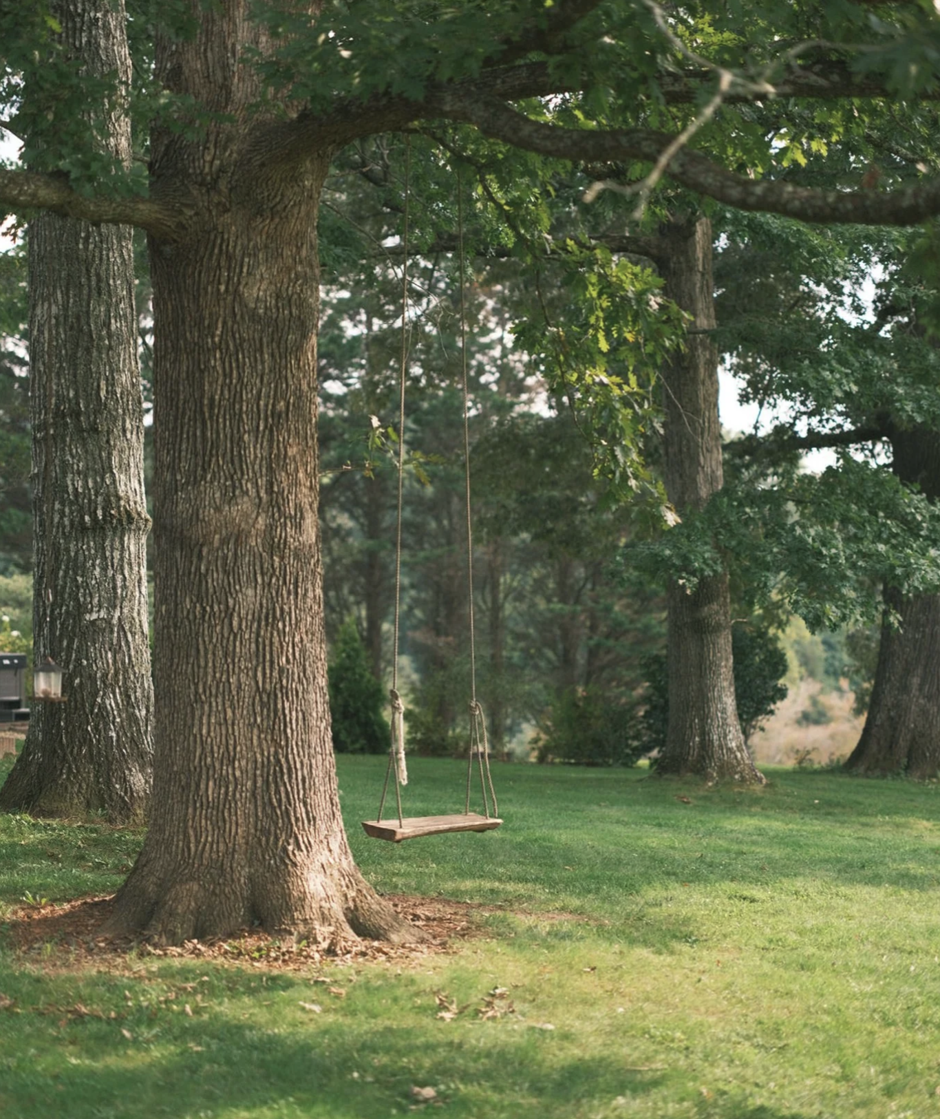 Rope swing hanging from an oak